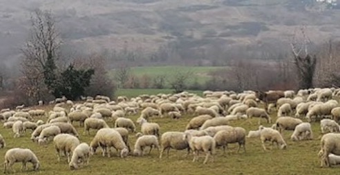 Sulla strada - video con commento al vangelo della domenica