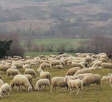 Sulla strada - video con commento al vangelo della domenica